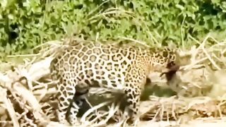 Tiger vs fish
