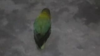 Birdy 2