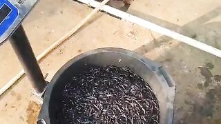 Ready 3-4cm lokasi serang Banten ???? Alhamdulillah ???? senangnya denger mitra maju