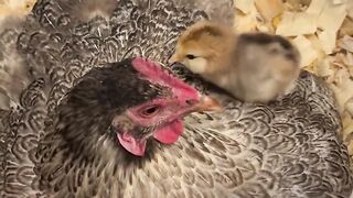Hen and chicken
