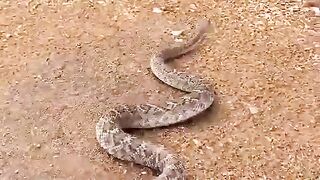 Snake #snake