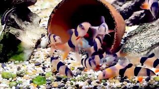 Fish tank 7