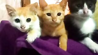 ZB-08  our lovely kittens #febspot#pets