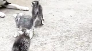 Cute Little Animals Catchy cute little cats #shorts