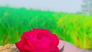 Beauty fuly nuture view