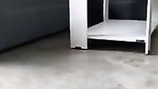 New funny of animals #viral #funny
