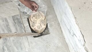 hungry turtile