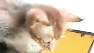 New funny of animals #viral #funny
