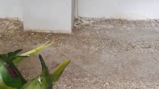 Talking bird