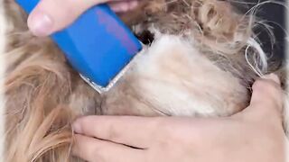 YOU WON'T BELIEVE how this DOG looks after shaving all these dreadlocks