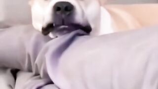 Funny pets ????