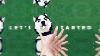Crazy Dog reactions to fart