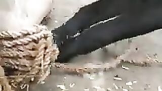 New funny of animals #viral #funny