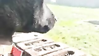New funny of animals #viral #funny