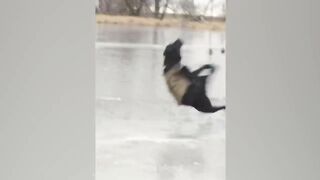 My Angry Dogs Really Hate Middle Finger | Funny Dogs Reaction | Pets Island