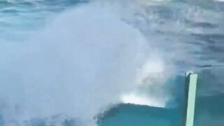 The sea lion Fish 2023 #short #comedy #laugh #funny #smp #febspot