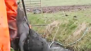 Awesome animal rescue