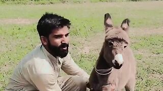 Donkey