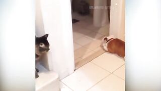 Cat vs dog