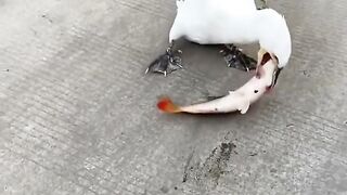 Very fast bird eating fish