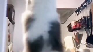 Michael Jackson Cat