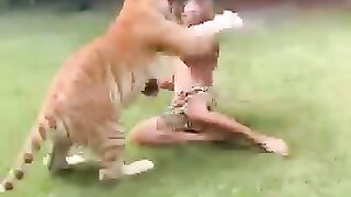 Arula the golden tabby tiger | funny moments 2023