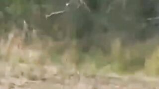 tiger Hunt ????????????????