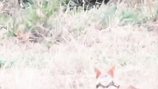 fox out hunting