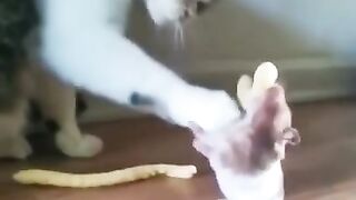 Cat vs dog