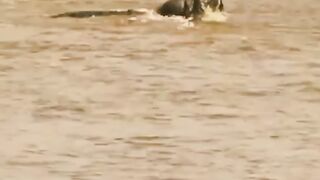 crocodile hunting in water