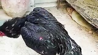 Pure lasani mushka aseel patha.