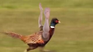 Amazing animation