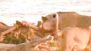 Lion V\s Crocodile