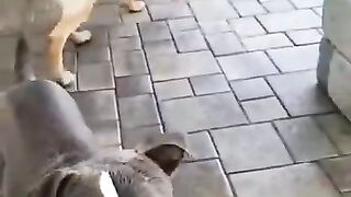Funny dog  cute dog