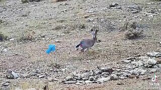Rabbit