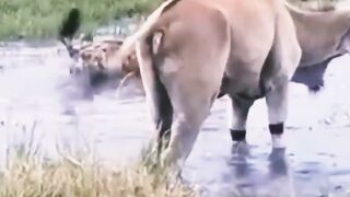 lions hunting ????