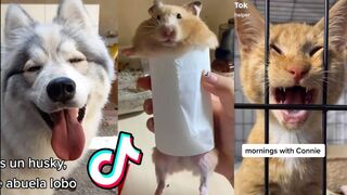 Cute_Funny Animal TikToks That Will Brighten Up Your Day!