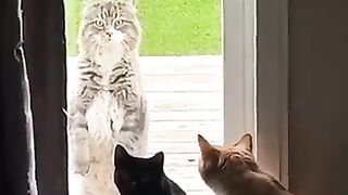 Top Funny Cute Cats Compilation