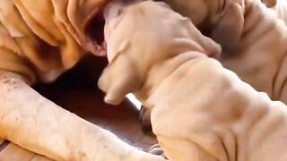 e-very-totoso-pitmonster-clubedospitbulls-pitbull-pitmonster-sobral