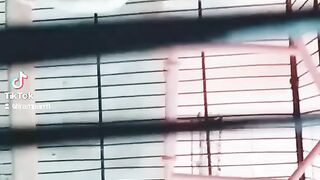 parrots