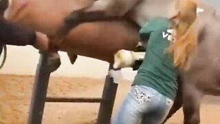 Donkeys meetings with girls horse meeting