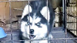 Cute Huskie????
