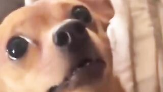 funny animals part #18