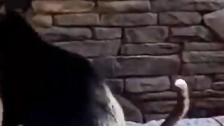 funny animals part #19