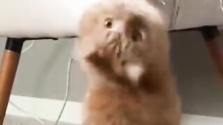 funny animals part #20