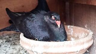 Pigeon