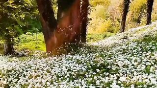 Beautiful view of nature 214