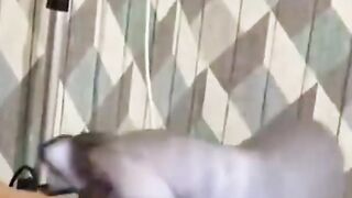 funny animals part #21