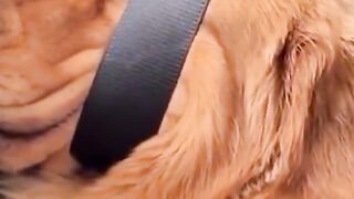 funny animals part #22