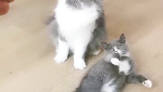 Best Funny videos of Animals No 2